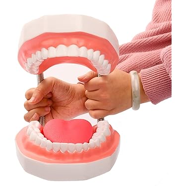 2.5倍大複製根模型歯 [B10-330] 歯の模型 2.5倍大複製根模型歯 [B10