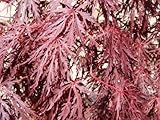 シダレモミジ アカシダレH1300～1500mm