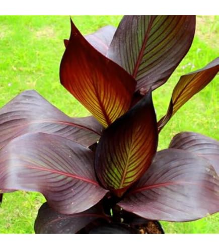 Amazon｜カンナ シュトゥットガルト｜観葉植物 オンライン通販
