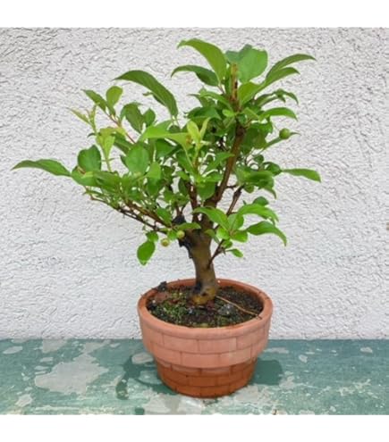 Amazon.co.jp: 遊恵盆栽：深山かいどう(信楽焼鉢)*bonsai 小品サイズ