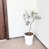 Amazon｜はじめてのオリーブの木栽培セット 6号鉢 選べる鉢カラー 植え