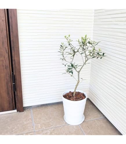 Amazon｜オリーブの木,た植物 観葉植物 シプレッシーノ 綺麗な樹
