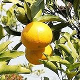 みかん 苗木 星タンゴール 15cmポット苗 ミカン 苗 蜜柑