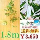 【七夕笹】180cm 【七夕祭り】【10本のおまとめ買いで1本プレゼント】【ディスプレイ】