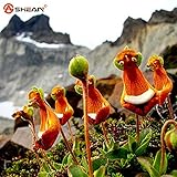 New Arrival Calceolaria Uniflora Seeds Perennial Flowering Plants Potted Seeds Interesting Plants 10