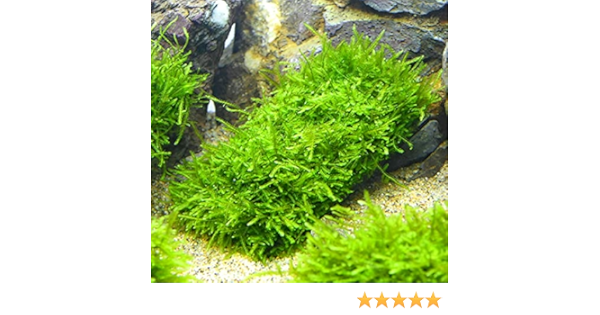 Amazon 水草 ウィローモス 竹炭プレート モスコットン巻き ウィローモス アクアリウム 熱帯魚 シュリンプ メダカ 水槽 仕切りトレイ プラッター オンライン通販