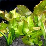 (ビオトープ/水辺植物) コウホネ(1ポット) 本州・四国限定[生体]