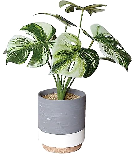 ハイグレード♡TC苗　モンステラ　デリシオーサ　オーシャンミント　バリエガータ Amazon.co.jp: ハイグレードTC苗 モンステラ デリシオーサ オーシャン