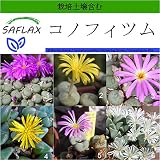 SAFLAX - コノフィツム - 40 個の種。- より良い栽培のための土壌を含みます - Conophytum Mix