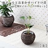 (観葉)おまかせハイドロ苗と麻ボールの鉢 茶 Mサイズ苗(1セット) 本州・四国限定[生体]