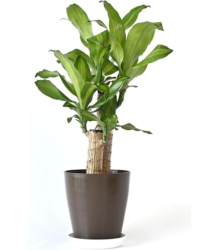 Amazon｜フィカス ジン 曲がり インテリア 観葉植物 極上斑入り