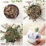 (観葉)ジェリコのバラ(復活草)(1個) [生体]