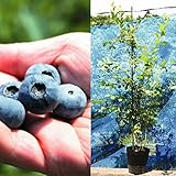 国華園　果樹苗　ラビットアイ系ブルーベリー　プレミア大株　挿木6～7年生21cmポット苗　1株【※発送が国華園からの場合のみ正規品です】