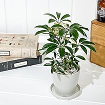 61P8kJpFYfL._AC_UL210_SR210,