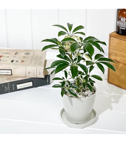 Amazon.co.jp: PLANCHU 観葉植物 シェフレラ アンガスティ