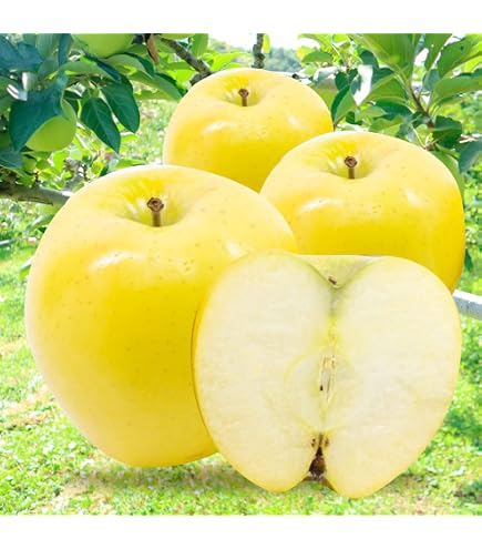 Amazon.co.jp: 青森県産 ご家庭用 りんご シナノゴールド 10kg (準秀品