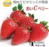 いちご 苗 おいＣベリー 4号（直径12cm）ポット苗 1株イチゴ