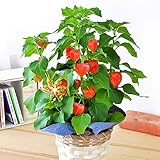 花由 夏季限定 ほおずきinバスケット 【6/30～8/13までお届け】