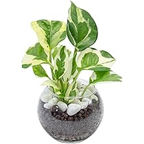 ポトスライムコンパクト 斑入りポトス 2品種【観葉植物 3号ポット】｜ 【植物の