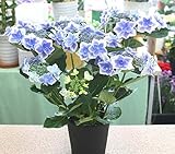 花鉢ギフト　額あじさい「ブルー・紫系」5号かご付鉢植え