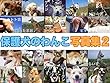 保護犬のわんこ 写真集2 (「保護犬のわんこ」プロジェクト)