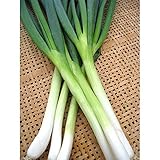 ネギ苗：九条ねぎ3号ポット4ポットセット[京都特産のネギ] ノーブランド品