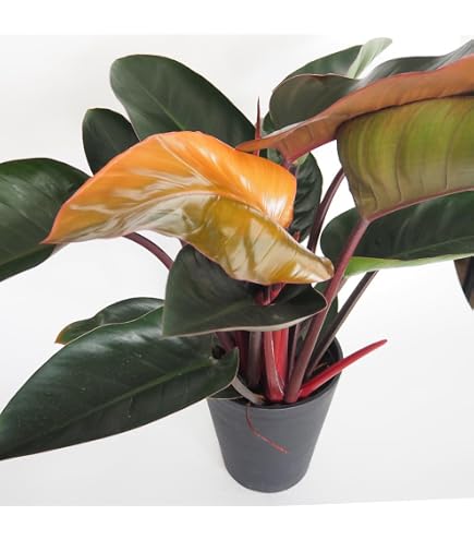 Amazon｜おしゃれ 観葉植物 クッカバラ：フィロデンドロン