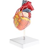 Amazon Co Jp ｍｆｃ 心臓模型 実物大 スタンド付き 弁 右心房 左心房 右心室 左心室 人体模型 産業 研究開発用品