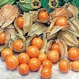 『食用ほおずき/ゴールデンベリーの苗４個セット』インカベリーとも呼ばれビタミン類やミネラルが豊富！