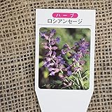 ハーブ 苗 【セージ ロシアンセージ】 3号ポット×5株セット