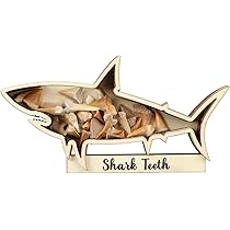 Amazon.co.jp: Yousoontic サメの歯のディスプレイケース サメの