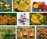 Calceolaria seeds, Purse flower seeds, Bonsai balcony champion flower - 100 particles/bag