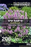 ネペタ ネルボーサ ピンクキャット　Prime Perennial Collection　花　約4粒