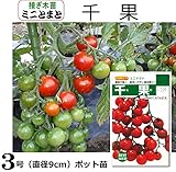 接ぎ木 ミニトマト 苗 CF千果 トマト