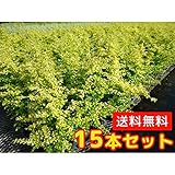 【ノーブランド品】 プリペット・レモンアンドライム 樹高0.3m前後 15cmポット 【15本セット】