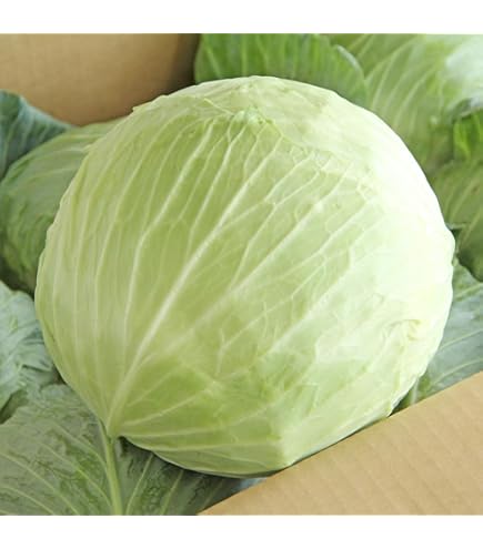 きゃべつ商品 Amazon.co.jp: 訳あり キャベツ きゃべつ サラダ お好み焼き 炒め 焼肉