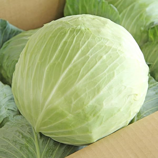 きゃべつ商品 楽天市場】キャベツ 化学農薬・化学肥料不使用 千葉県産 きゃべつ