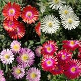 耐寒マツバギク：砂漠の宝石3号ポット4色Ａセット[四季咲き性！乾燥に強い！花苗] ノーブランド品