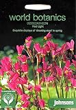 WB 英国ジョンソンズシード Johnsons Seeds world botanics collection Dodecatheon Red Light ドデカセオン・レッド・ライト