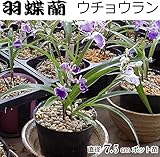 ウチョウラン 羽蝶蘭 直径7.5cmポット苗 色おまかせ５ポットセット