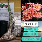 【希少なハイブリッド種】プルメリアのベアルート発根苗 ‘Beautifu Thailand'（大苗） 栽培セット【スリット鉢・プルメリア専用培養土・栽培説明書つき】