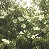 常緑ヤマボウシ：サマースカイツリー根巻き樹高1.2～1.5m