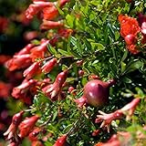 花ザクロ：アルハンブラ3.5号ポット 2株セット[プニカ・寄せ植えに！赤い花がかわいいハナザクロ] ノーブランド品