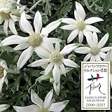 フランネルフラワー：フェアリーホワイト3.5号ポット 2株セット[JFS受賞・フロリアード入賞品種] ノーブランド品