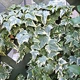 ヘデラ：へリックス グレーシャー3号ポット 3株セット