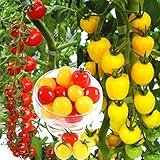 【メール便配送】　国華園　野菜たね　トマト　F1　CFプチぷよ赤・黄セット　2種2袋【※発送が国華園からの場合のみ正規品です】
