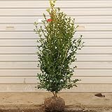 庭木：ボックスウッド　H：60-70cm