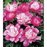 シャクヤク（ピオニー）：ピンクカメオ7号ポット[2年生養成大株5芽以上][芍薬]