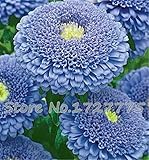 30 + Seeds Chinese Aster Seeds (callistephus) Give You A Garden Full Of Bright Summer Big Flowers Or