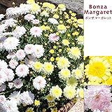 ボンザマーガレット：イエロー・サクラ3.5号ポット2種セット ノーブランド品